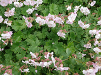 Geranium cantabrigiense.jpg_s.jpg